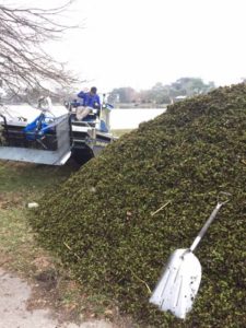 Innovative Aquatic Solutions removing Salvinia
